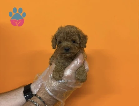 A KALİTE MALTİPOO YAVRULARIMIZ - 10354 - Görsel 5