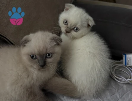 Scottish Fold 2 Aylık Dişi - 10355 - Görsel 3