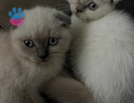Scottish Fold 2 Aylık Dişi - 10355 - Görsel 2