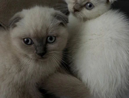 Scottish Fold 2 Aylık Dişi - 10355