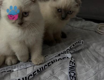 Scottish Fold 2 Aylık Dişi - 10355 - Görsel 4