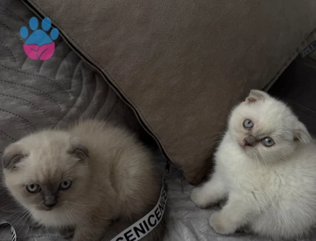 Scottish Fold 2 Aylık Dişi - 10355 - Görsel 5