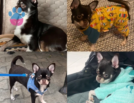 Chihuahua Mocha - 10356 - Görsel 2