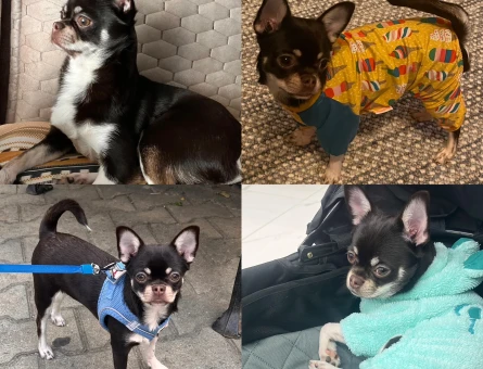 Chihuahua Mocha - 10356