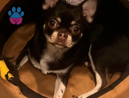Chihuahua Mocha - 10356 - Görsel 3