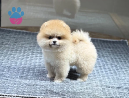 Üretim Çiftliğinden Mikroçipli ve Aşılı Pomeranian Yavruları - 10357