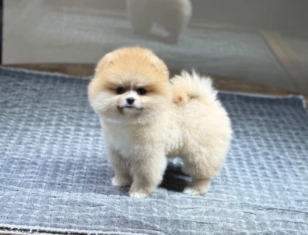 Üretim Çiftliğinden Mikroçipli ve Aşılı Pomeranian Yavruları - 10357