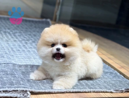 Üretim Çiftliğinden Mikroçipli ve Aşılı Pomeranian Yavruları - 10357 - Görsel 3
