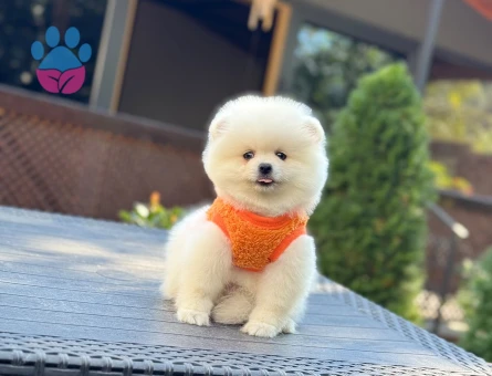 Özel Bakımlı Pomeranian Yavrularımız Yeni Yuvalarını Bekliyor - 10358 - Görsel 4