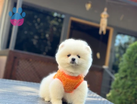 Özel Bakımlı Pomeranian Yavrularımız Yeni Yuvalarını Bekliyor - 10358 - Görsel 3