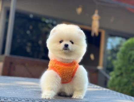 Özel Bakımlı Pomeranian Yavrularımız Yeni Yuvalarını Bekliyor - 10358