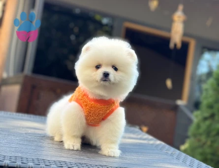 Özel Bakımlı Pomeranian Yavrularımız Yeni Yuvalarını Bekliyor - 10358 - Görsel 5