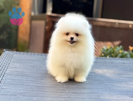 Üretim Çiftliğinden Minik ve Sevimli Pomeranian Yavruları - 10360 - Görsel 4