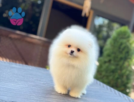 Üretim Çiftliğinden Minik ve Sevimli Pomeranian Yavruları - 10360