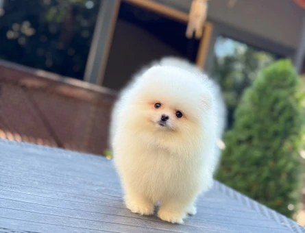 Üretim Çiftliğinden Minik ve Sevimli Pomeranian Yavruları - 10360