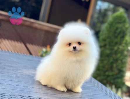Üretim Çiftliğinden Minik ve Sevimli Pomeranian Yavruları - 10360 - Görsel 3