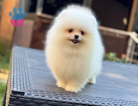 Üretim Çiftliğinden Minik ve Sevimli Pomeranian Yavruları - 10360 - Görsel 5