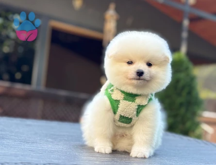 Seçkin Pomeranian Yavruları – Aşılı ve Mikroçipli - 10361