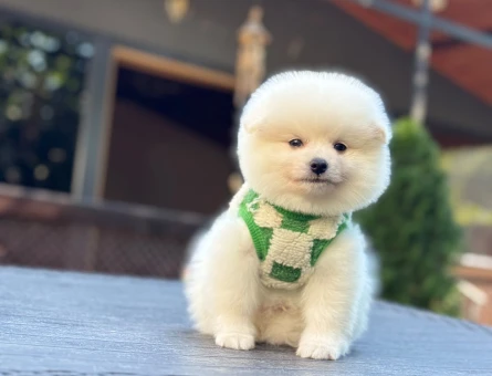 Seçkin Pomeranian Yavruları – Aşılı ve Mikroçipli - 10361