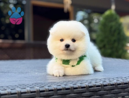 Seçkin Pomeranian Yavruları Aşılı ve Mikroçipli - 10361 - Görsel 3