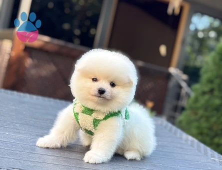 Seçkin Pomeranian Yavruları Aşılı ve Mikroçipli - 10361 - Görsel 5