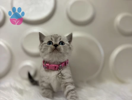 British Shorthair Lynx Point Dişi Bebeğimiz - 10364 - Görsel 2
