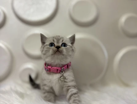 British Shorthair Lynx Point Dişi Bebeğimiz - 10364