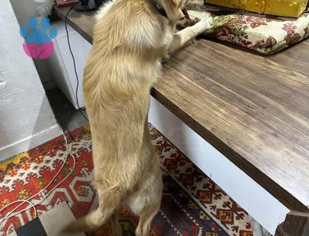 8 aylık golden retriever - 10365 - Görsel 2