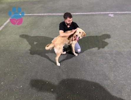 8 aylık golden retriever - 10365 - Görsel 5