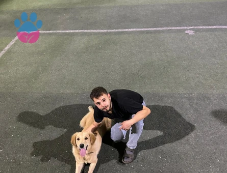 8 aylık golden retriever - 10365 - Görsel 3