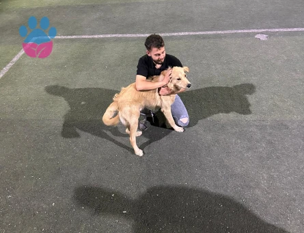 8 aylık golden retriever - 10365 - Görsel 4