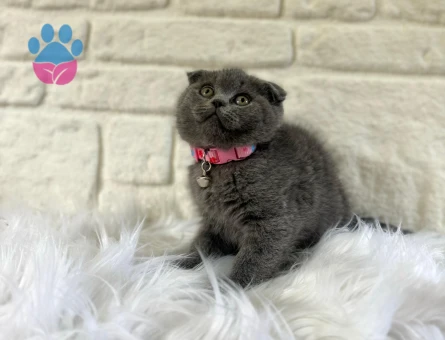 Gri Scottish Fold Dişi Yavrularımız - 10366 - Görsel 2