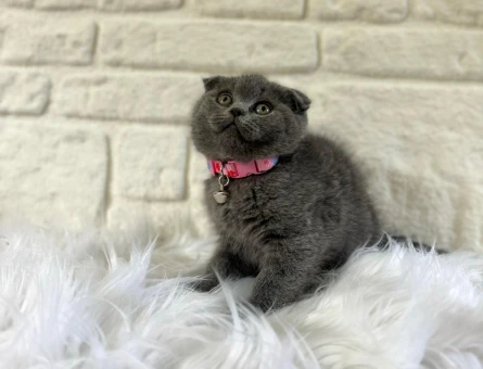 Gri Scottish Fold Dişi Yavrularımız - 10366