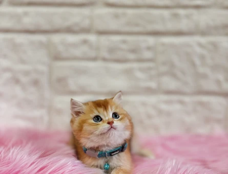 Altın Sarısı British Shorthair Golden Dişi Bebeğimiz - 10367