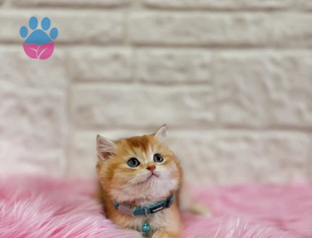 Altın Sarısı British Shorthair Golden Dişi Bebeğimiz - 10367 - Görsel 3
