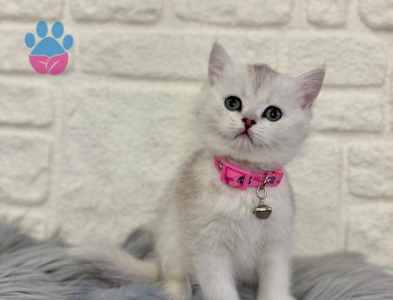 Silver British Shorthair Dişi Bebeğimiz 2 Aylık - 10368 - Görsel 2