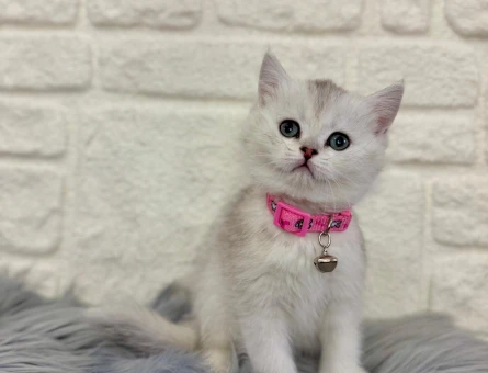 Silver British Shorthair Dişi Bebeğimiz 2 Aylık - 10368
