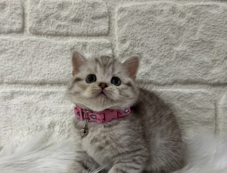 British Shorthair Tabby Dişi Bebeğimiz - 10369