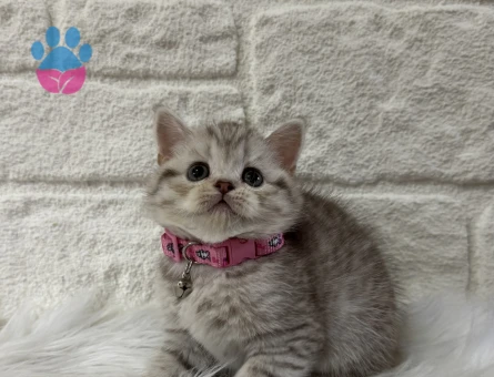 British Shorthair Tabby Dişi Bebeğimiz - 10369 - Görsel 3