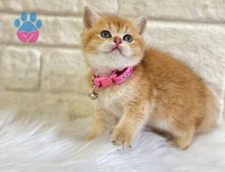Golden British Shorthair Dişi Yavrumuz 2 Aylık - 10370 - Görsel 2