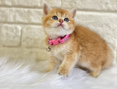 Golden British Shorthair Dişi Yavrumuz 2 Aylık - 10370