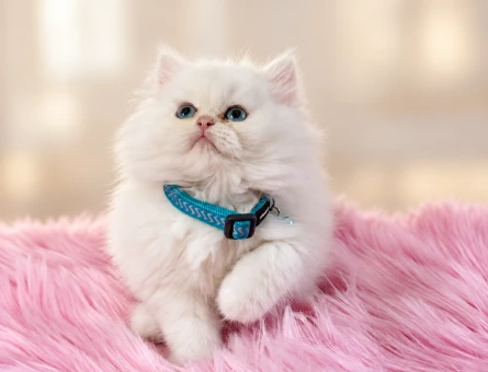 British Longhair Beyaz 2 Aylık Erkek - 10371