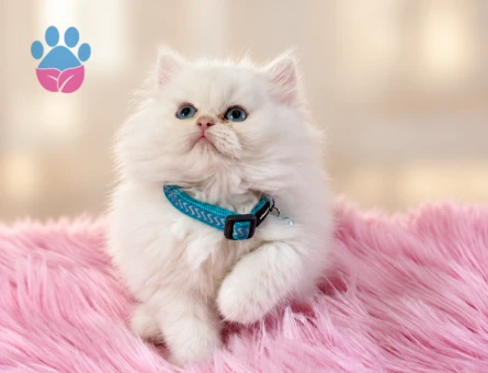 British Longhair Beyaz 2 Aylık Erkek - 10371 - Görsel 3