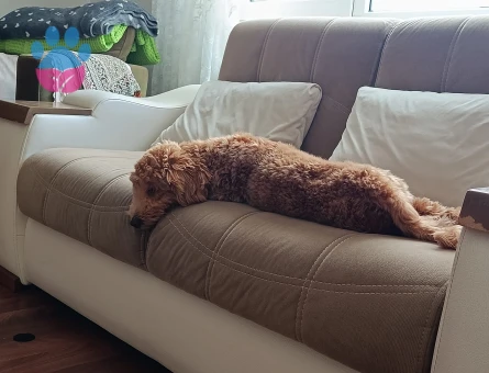 Maltipoo - 10373 - Görsel 2
