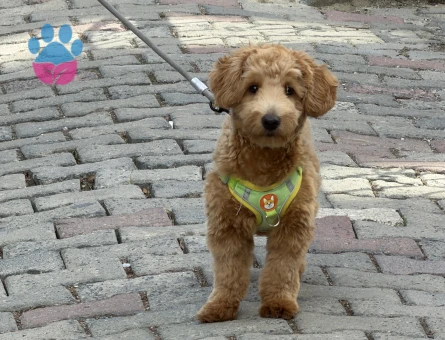 Maltipoo - 10373 - Görsel 3