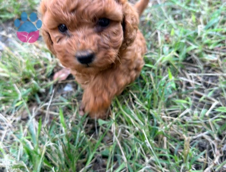 Red Toy Poodle - 10374 - Görsel 2