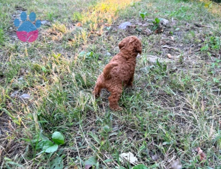 Red Toy Poodle - 10374 - Görsel 3