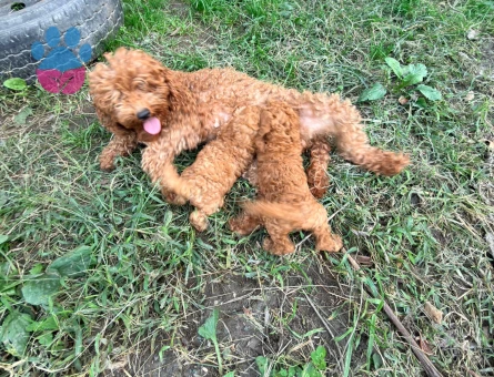 Red Toy Poodle - 10374 - Görsel 4