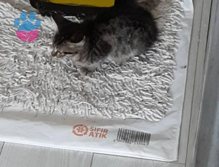 Tekir Erkek Yavru Kedi - 10375 - Görsel 4