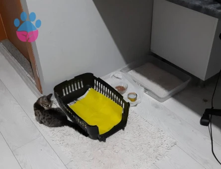 Tekir Erkek Yavru Kedi - 10375 - Görsel 2